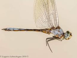 Image result for Xyris natalensis