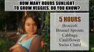 Check spelling or type a new query. How Many Hours Sunlight Do Your Vegetables Need To Grow Well Youtube