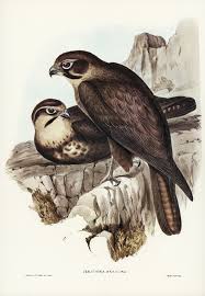 Free Public Domain Www Rawpixel Com Brown Hawk Ieracidea Berigora Illustrated By Elizabeth Gould 1804 Birds Of Australia Illustration Free Illustrations