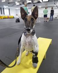 Discover exercises you can use to rehabilitate a grade i ankle sprain. Physical Therapy For Pet Paralysis Handicapped Pets