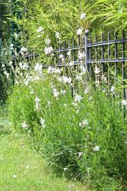 Lieblingspflanze Im Juli Prachtkerze Gaura Lindheimeri Garten Garten Neu Gestalten Und Englischer Garten