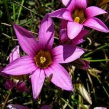 Image result for Romulea camerooniana
