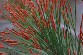 Image result for Casuarina littoralis
