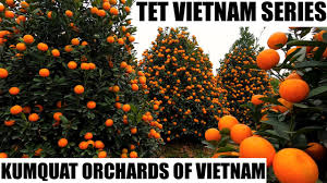 So, according to the pictures, our 3 kumquats on our tree are about the size in pictures, but still green. Kumquat Orchard In Vietnam Tet Holiday Tree Youtube
