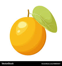 Image result for Ximenia