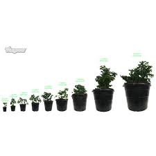 Trade pots are blow molded nursery pots are bpa free made of hdpe plastic and are recyclable. 3 Gallon Nursery Pots Outdoor Vegetable Flower Plant Plastic Pot Garden 10 Pack Nayancorporation Com
