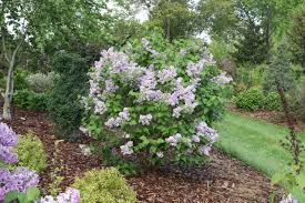 Image result for Buchnera subglabra