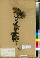 Image result for Vernonia ringoetii