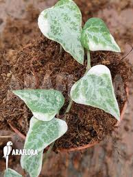 Image result for Ceropegia gracilior