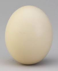 Ostrich Egg Real Ostrich Egg In 2021 Egg Shells Best Egg Laying Chickens Chickens Backyard