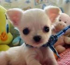 Chihuahuas do not breed true for size, and puppies from the same litter can mature in drastically different sizes from one another. Our Chihuahuas Are So Beautiful And Come In So Many Amazing Colors That I Decided To Sta Teacup Chihuahua Puppies Chihuahua Puppies Chihuahua Puppies For Sale
