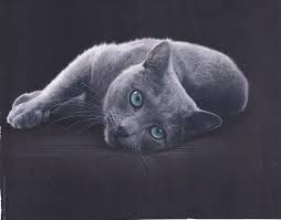 3) when do cats sleep? Russian Blue Maybe Sheba Cat Food Products Model Cat Pajamas Cats Russian Blue