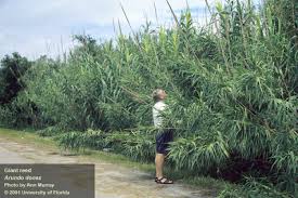 Image result for Arundo donax