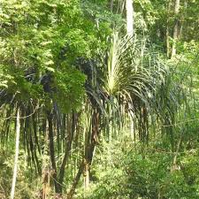 Image result for Deparia boryana