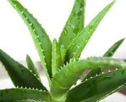 Aloe vera face masks are a combination of aloe vera and various other ingredients. Make A Homemade Aloe Vera Facial Mask To Treat Acne Visihow