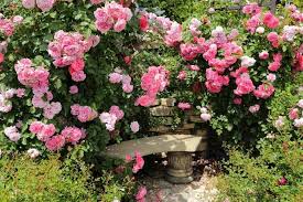 They tend to be disease resistant and do well when planted in multiple groupings or hedges. 10 Types Of Roses That Are Perfect For Your Landscaping