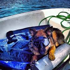 My Little Risky Enjoying A Day Of Spearfishing