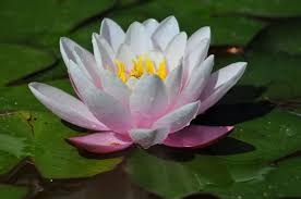 Hasil gambar untuk pengertian TERATAI