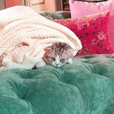 Pin By L Ryuzaki On Cats In 2020 Cats