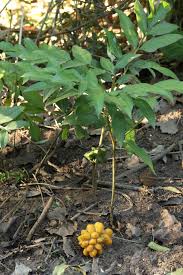 Image result for Gonatopus