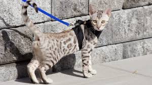 With savannah cat breeding, the number after the f is how far removed from being a wild cat the generation is. Savannah Cat Breed Info Characteristics The Dutiful Cat