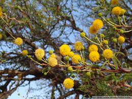 Image result for Acacia erioloba