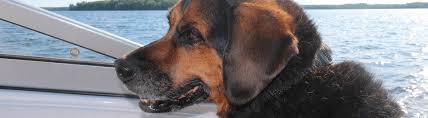 Shipping Dogs Across Country And Using Dog Ground Transport Services Petrelocation