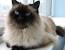 Short Hair Siamese Persian Cat
