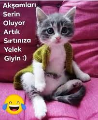 Fatoss Adli Kullanicinin Kediciklerim My Cats Panosundaki Pin Komik Komik Fikralar Komik Capsler