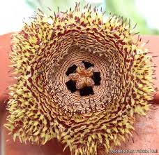 Image result for Huernia