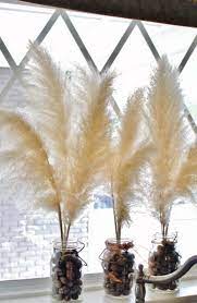 Herbe de la pampa à acheter. Herbe De La Pampa Sechee Une Plante Ornementale Pour Une Deco Insolite