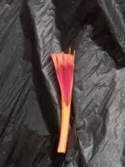 Image result for Agelanthus lugardii