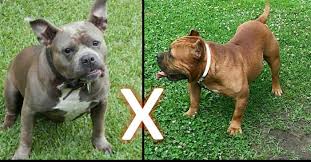 Lately added on our classifieds. American Bully Puppies For Sale For Sale In Cape Fear North Carolina Classified Americanlisted Com