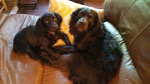 Upstate gun dogs offers registered boykin spaniels and braque francais. Boykin Spaniel Talk With Pat Watts At Hollow Creek Kennels Youtube