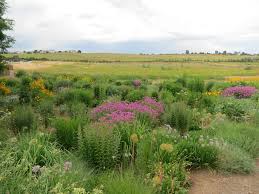Height between and feet reproduction. Native Plants Are Becoming The New Normal Dyck Arboretum