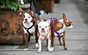 Is It Safe To Bring Red Boston Terrier Home Health Guide