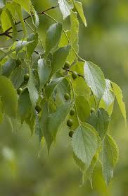 Image result for Celtis