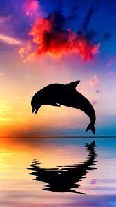Beautiful sunset and dolphin leaping out trough sea foam. So Pretty Background Pretty Dolphin Sunset Ocean Creatures Dolphin Images Ocean Animals