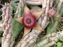 Image result for Huernia procumbens