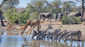 Zebras roll in the dirt to give themselves dust baths and in the process leave shallow depressions in the soil. Life At The Waterhole Pbs