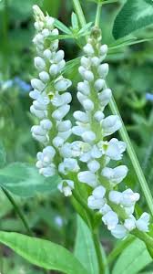 Image result for Polygala nematophylla