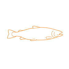 Download Yellow Perch Dimensions Drawings Dimensions Com