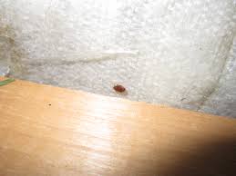 Also it is important to realize that medical professionals cannot give a positive diagnosis. How To Spot Bedbug Infested Garbage Things I Find In The Garbage