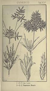 Image result for Cyperus cyperoides