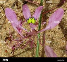 Image result for Cleome hirta