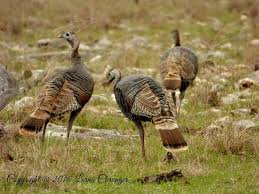 Identification Birds Of Texas Hill Country Turkey Trot Hill Country Texas Photo By Lorna Clevenger Pretty Birds Beautiful Birds Birds