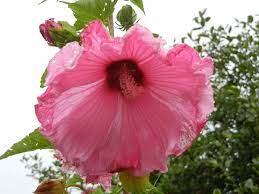 My Qvc Hibiscus Flowers Flower Garden Love Garden