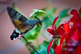Love birds hd wallpapers free download. Beautiful Birds Hd Wallpapers For Android Apk Download