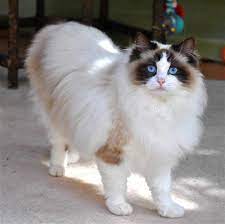 Find ragdolls for sale in san diego on oodle classifieds. Ragdoll Cats San Diego Cats Dogs And Animal Pictures