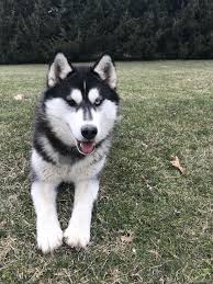 3 New Pinterest Dog Doglovers Love Hunde Fotos Tiere Hunde